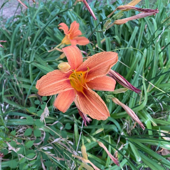 Meet your Posher, Wendy - Picture 2 of 4